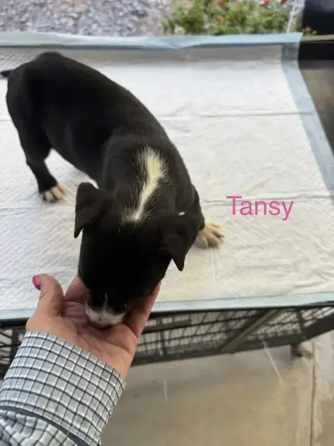 Tansy thumbnail 2