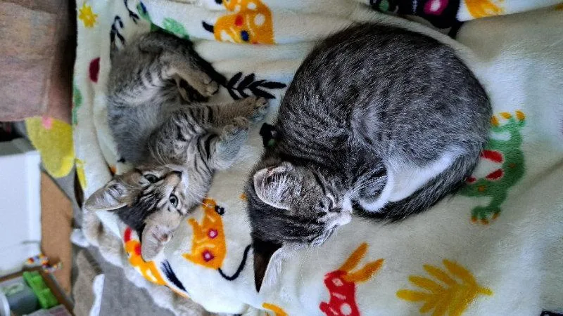 A baby medium-sized male Tabby cat named Zappo for adoption in Rosenberg, TX
