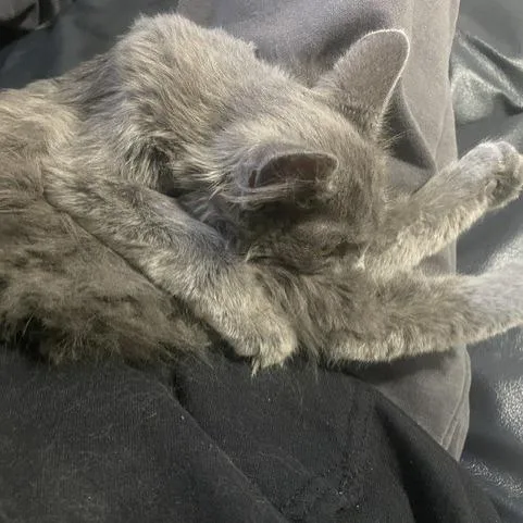 A baby small-sized male Domestic Long Hair cat named Little John for adoption in Murray, UT
