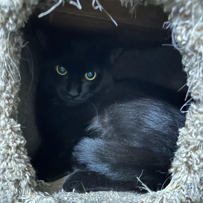 An adult small-sized female Black Bombay cat named Amelia for adoption in Nokesville, VA