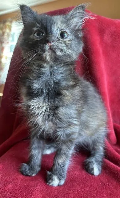 A baby small-sized female Domestic Medium Hair cat named Tortellini for adoption in Louisville, KY
