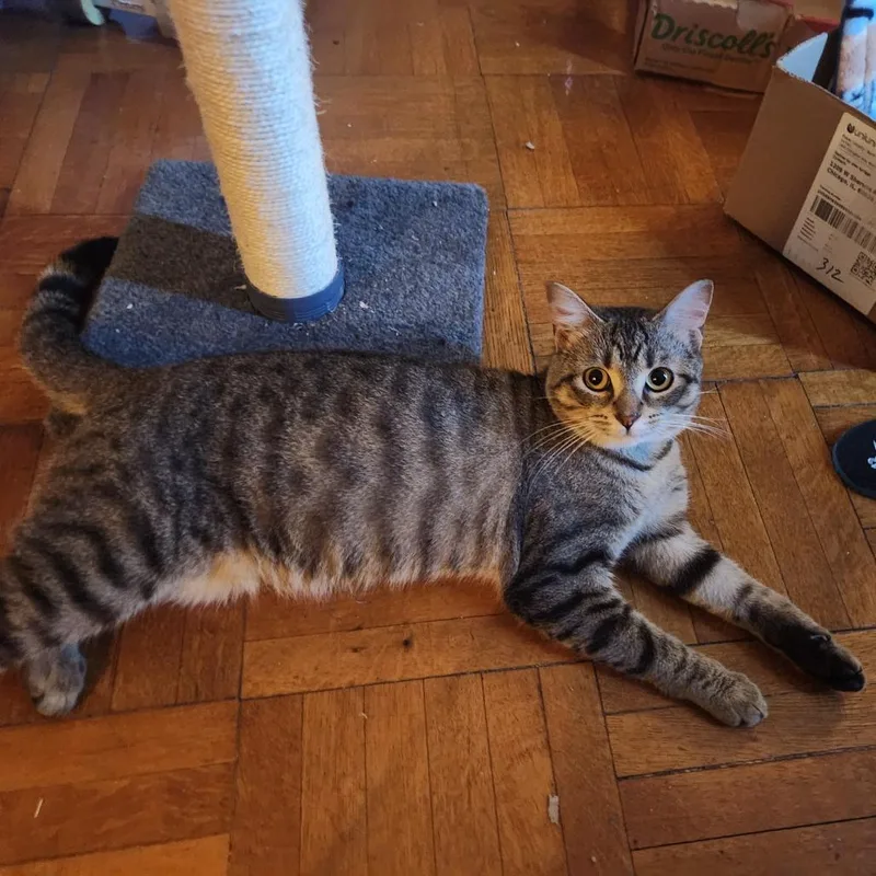 A young medium-sized male Brown / Chocolate Domestic Short Hair cat named Pequod for adoption in Evanston, IL