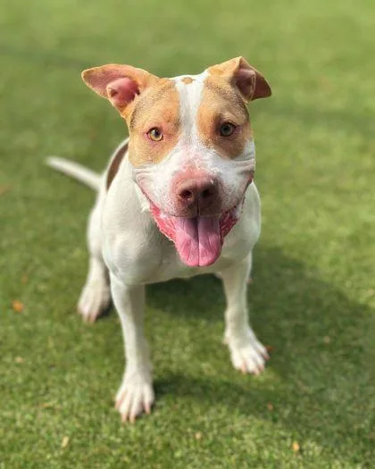 An adult large-sized male Terrier dog named Bullseye for adoption in Gastonia, NC