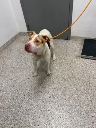 Bullseye thumbnail 2