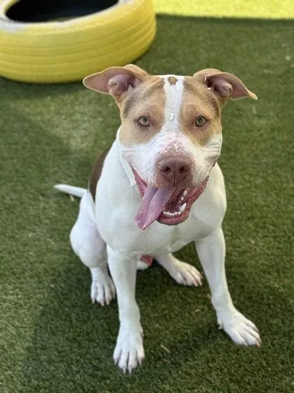 Bullseye thumbnail 3