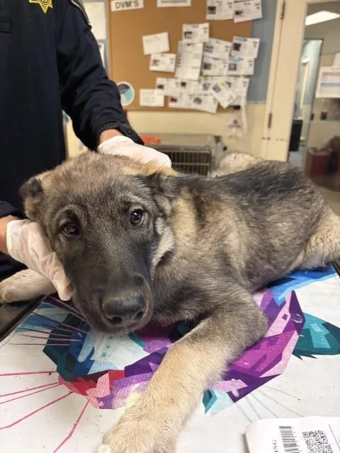 A baby small-sized male German Shepherd Dog dog named Toasty for adoption in Riverside, CA