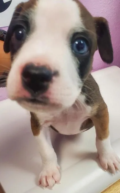 A baby small-sized male Brown / Chocolate Mixed Breed dog named Pup for adoption in El Paso, TX