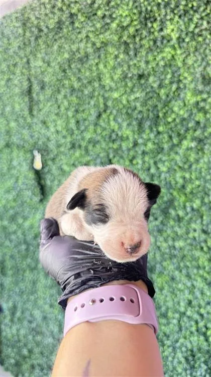 Pup thumbnail 2