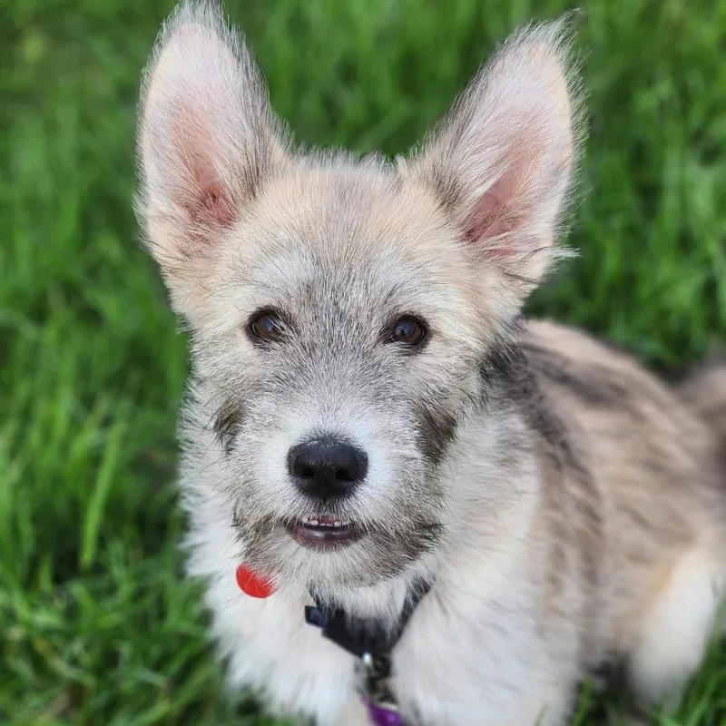 A baby small-sized female Yellow / Tan / Blond / Fawn Mixed Breed dog named Lotus for adoption in Wheeling, IL