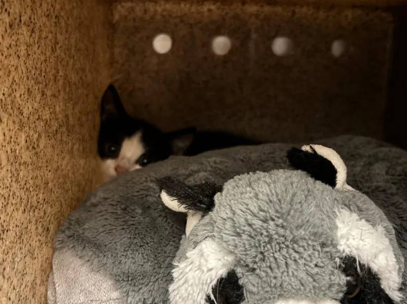 A baby small-sized female Domestic Short Hair cat named Purrari for adoption in Powell, OH