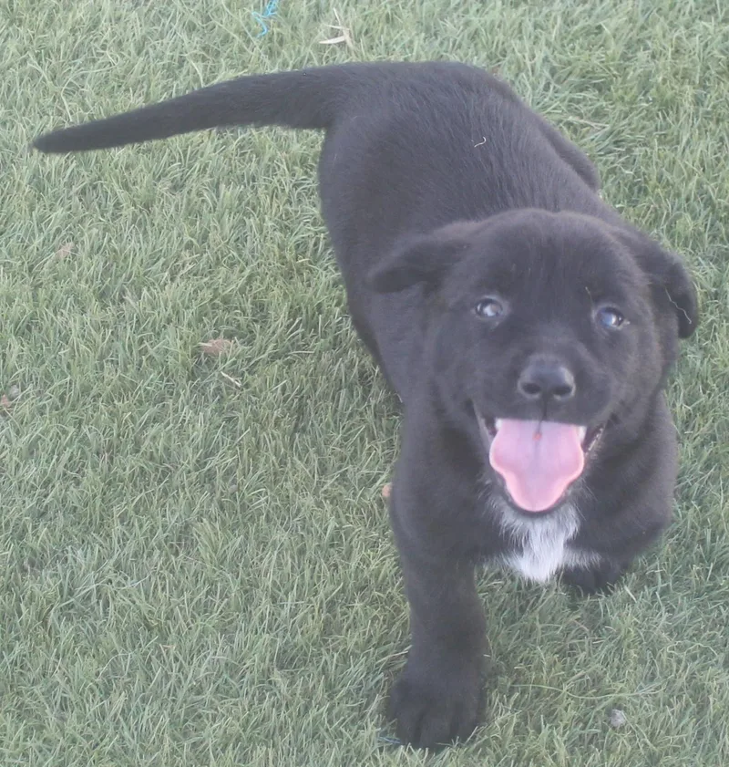 Marcie