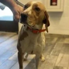An adult large-sized male Bicolor Hound dog named Rocko for adoption in Stafford, VA