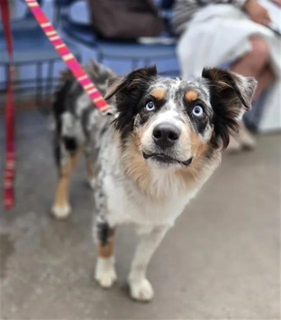 A young medium-sized female Australian Shepherd dog named Nala for adoption in Dallas, TX