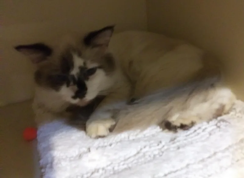 A young medium-sized male Siamese cat named Princeton for adoption in Port Wentworth, GA