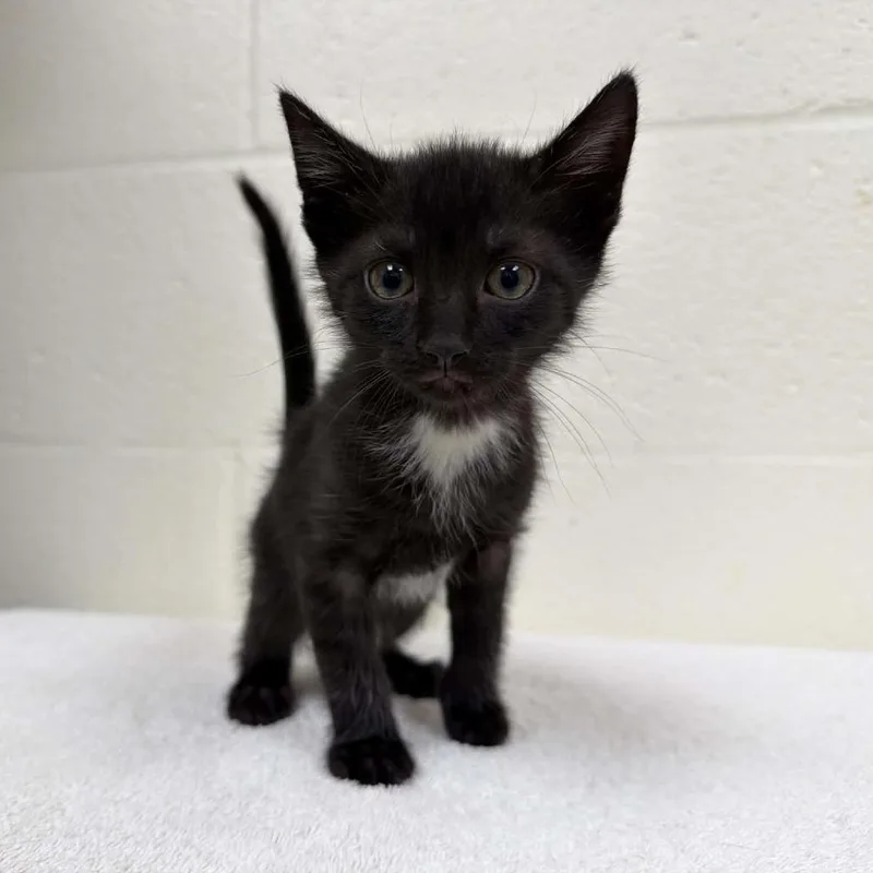 A baby small-sized male Black Domestic Short Hair cat named Boo Berry for adoption in Verona, VA