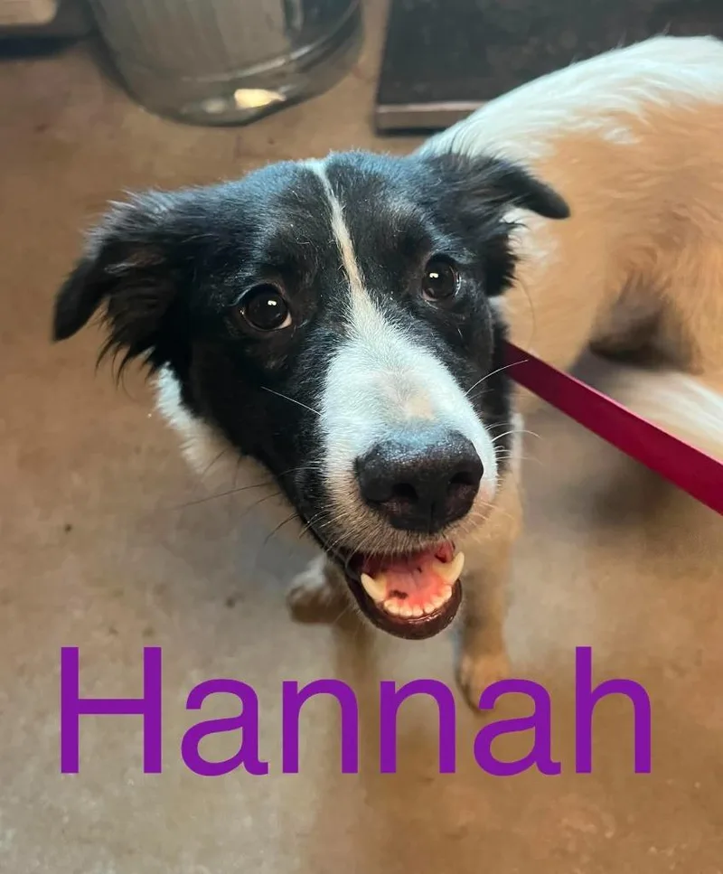 A young medium-sized female Mixed Breed dog named Hannah Bell for adoption in Princeton, IN