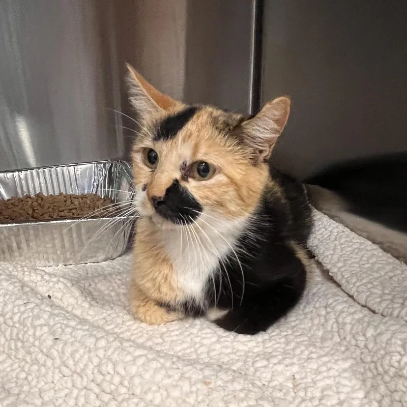 Norma Jean thumbnail 2