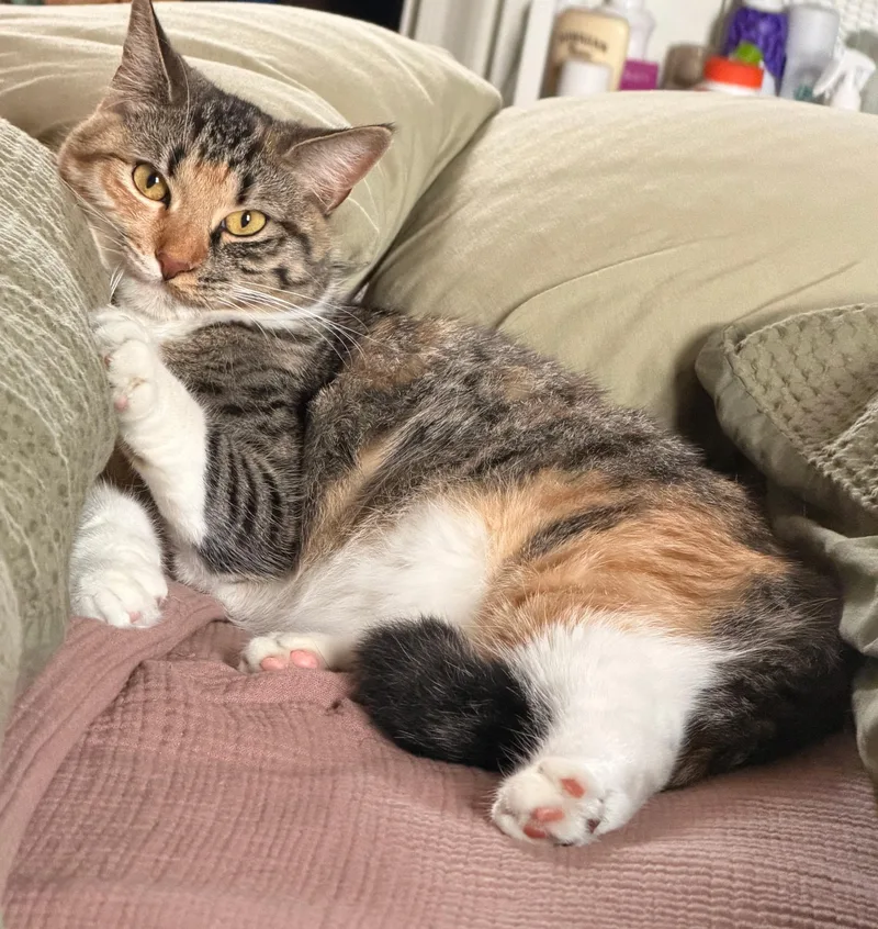 A baby medium-sized female Tabby (Brown / Chocolate) Domestic Short Hair cat named Daisy for adoption in East Hanover, NJ
