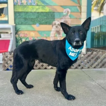A senior medium-sized female German Shepherd Dog dog named Ashanti for adoption in Pacific Grove, CA