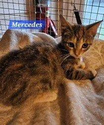 A baby small-sized female Calico Domestic Short Hair cat named Mercedes for adoption in Raleigh, NC