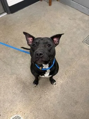 A young medium-sized male Pit Bull Terrier dog named Sulley for adoption in Cleveland, OH
