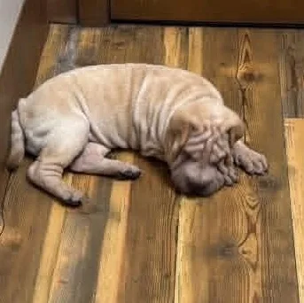 A baby medium-sized male Apricot / Beige Shar-Pei dog named S'Mores for adoption in Pembroke Pines, FL