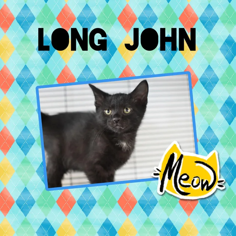 A baby small-sized male Domestic Short Hair cat named Long John for adoption in Monticello, IN