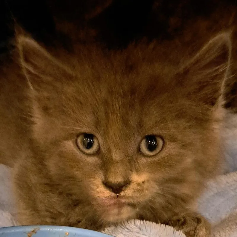 A baby small-sized female Gray / Blue / Silver Domestic Short Hair cat named Katie for adoption in Eureka Springs, AR