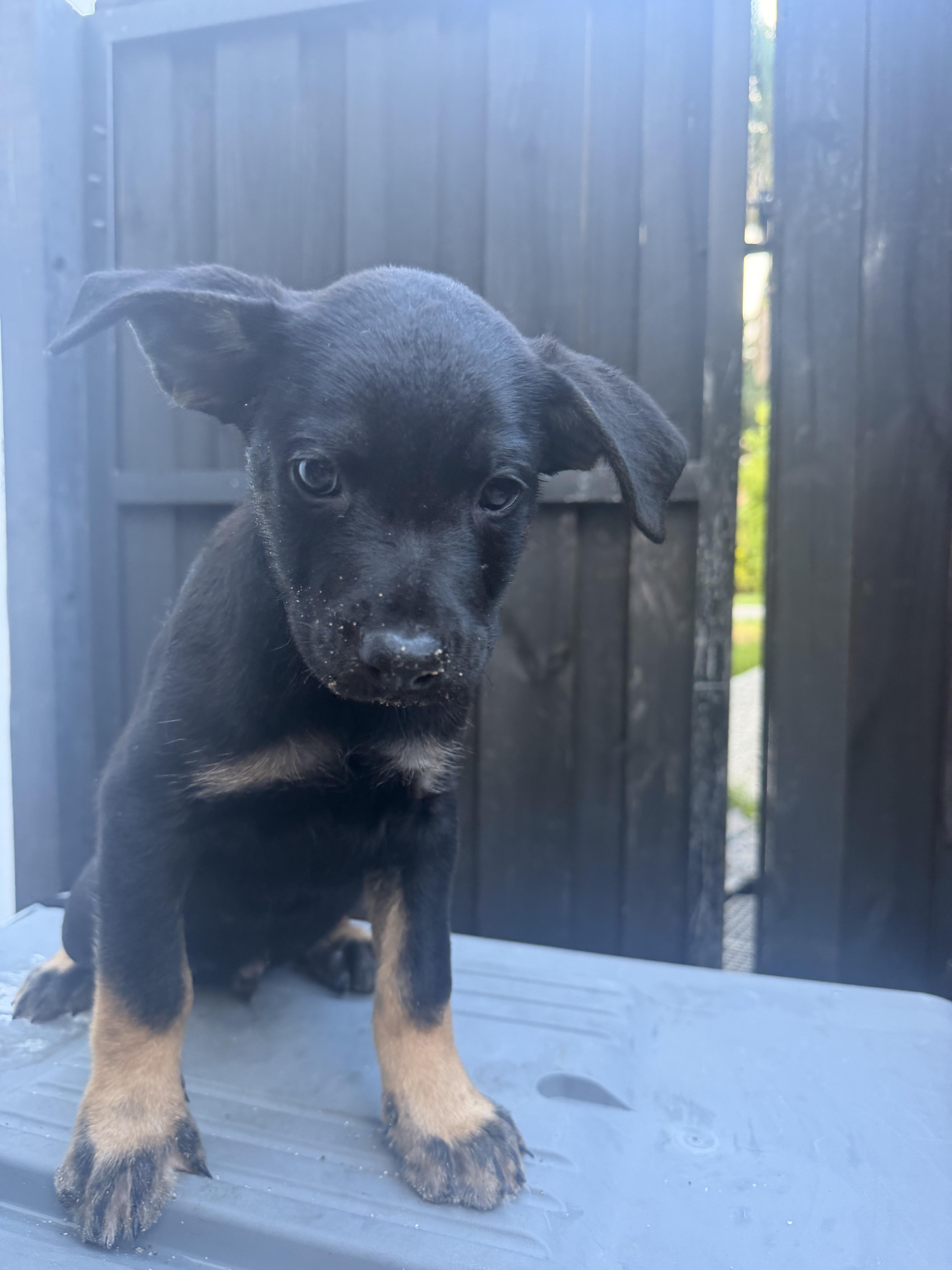 A baby medium-sized male Rottweiler dog named LITTER of Puppy for adoption in North Miami, FL