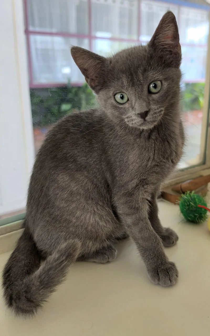A baby medium-sized female Gray / Blue / Silver Domestic Short Hair cat named Jewel for adoption in Campbell, CA