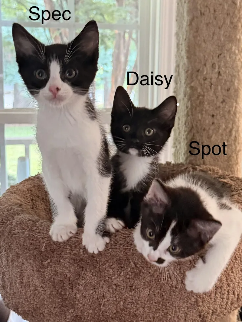A baby medium-sized male Black & White / Tuxedo Domestic Short Hair cat named Spot for adoption in Easley, SC