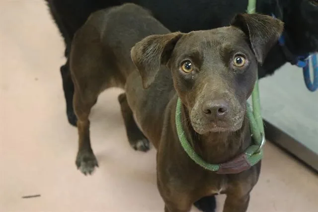 A young medium-sized female Mixed Breed dog named Mocha for adoption in Columbia, SC