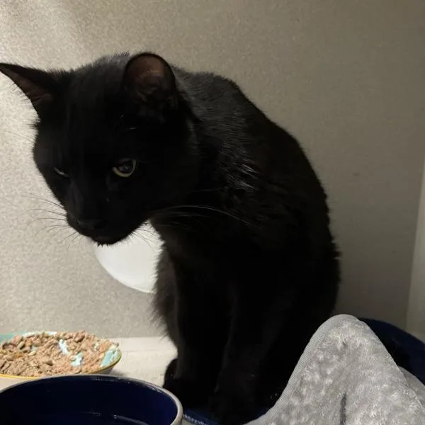 An adult medium-sized male Domestic Short Hair cat named Alfred for adoption in Des Moines, IA