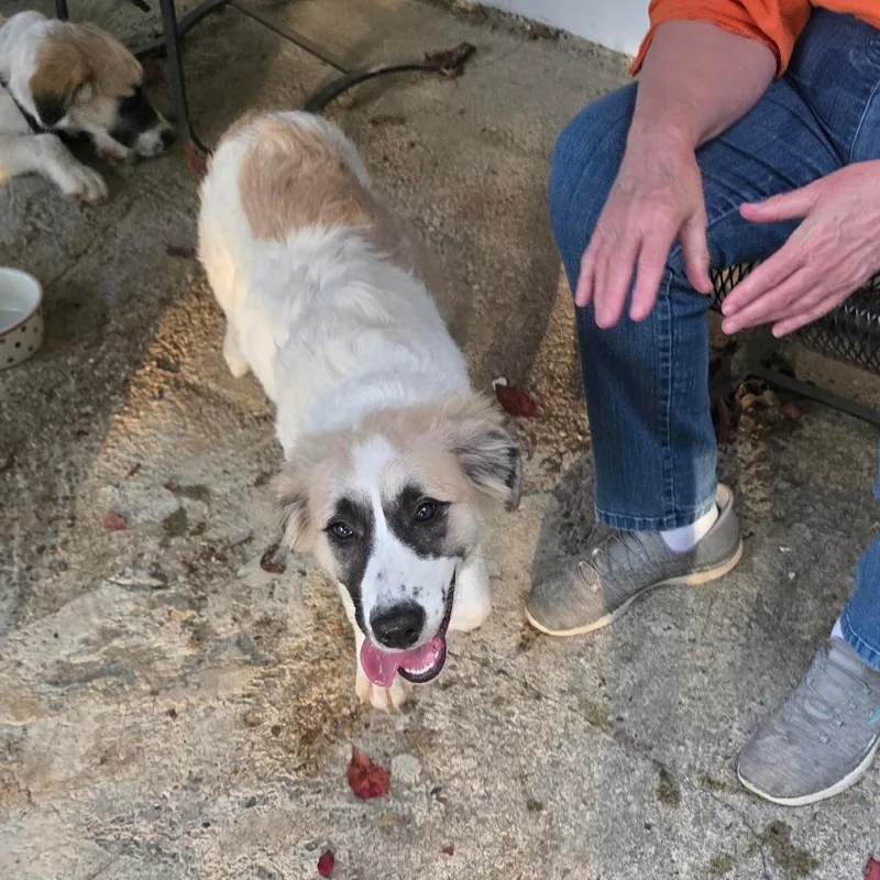 A baby extra large-sized female Anatolian Shepherd dog named Emma Lou for adoption in Rossville, GA