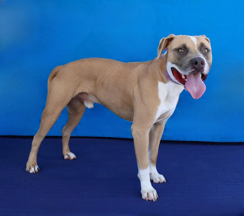 A young large-sized male Pit Bull Terrier dog named Chico for adoption in Pasadena, CA
