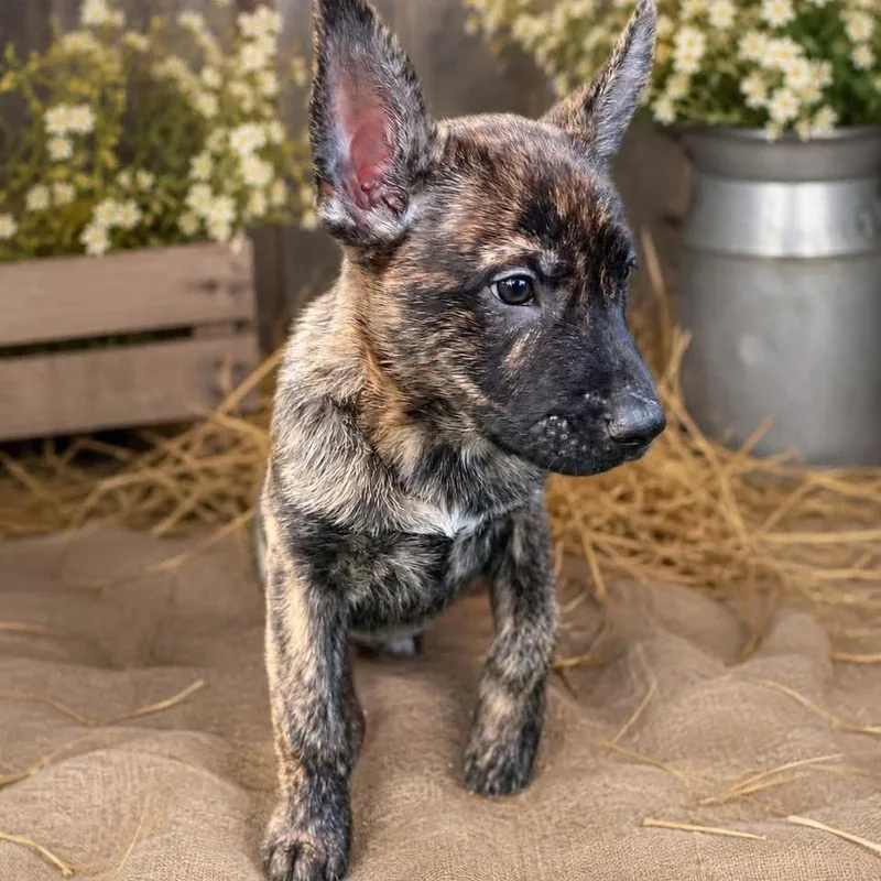 A baby medium-sized male Brindle Mixed Breed dog named Cookie Dough for adoption in Fredericksburg, VA