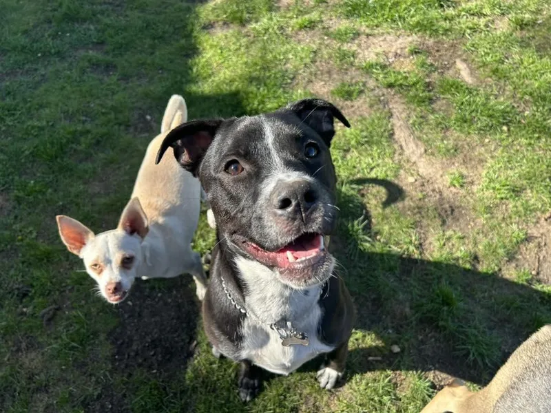A baby medium-sized male Labrador Retriever dog named Wigglebums for adoption in Holbrook, NY