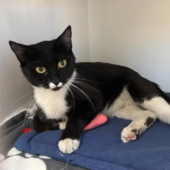 An adult extra large-sized female Black Domestic Short Hair cat named Pai Pai for adoption in Tempe, AZ