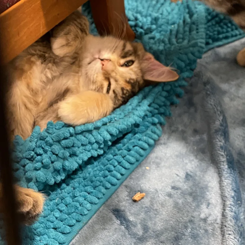 A baby medium-sized female Tabby (Buff / Tan / Fawn) Abyssinian cat named Marvel for adoption in Stanwood, WA