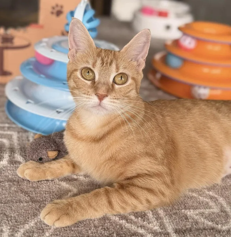 An adult small-sized female Domestic Short Hair cat named Sunny for adoption in Fort Lauderdale, FL