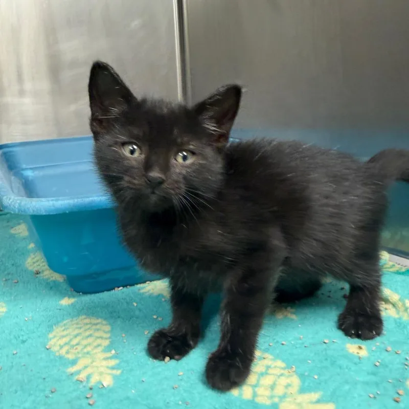 A baby small-sized female Black Domestic Short Hair cat named Wanda for adoption in Bryan, TX