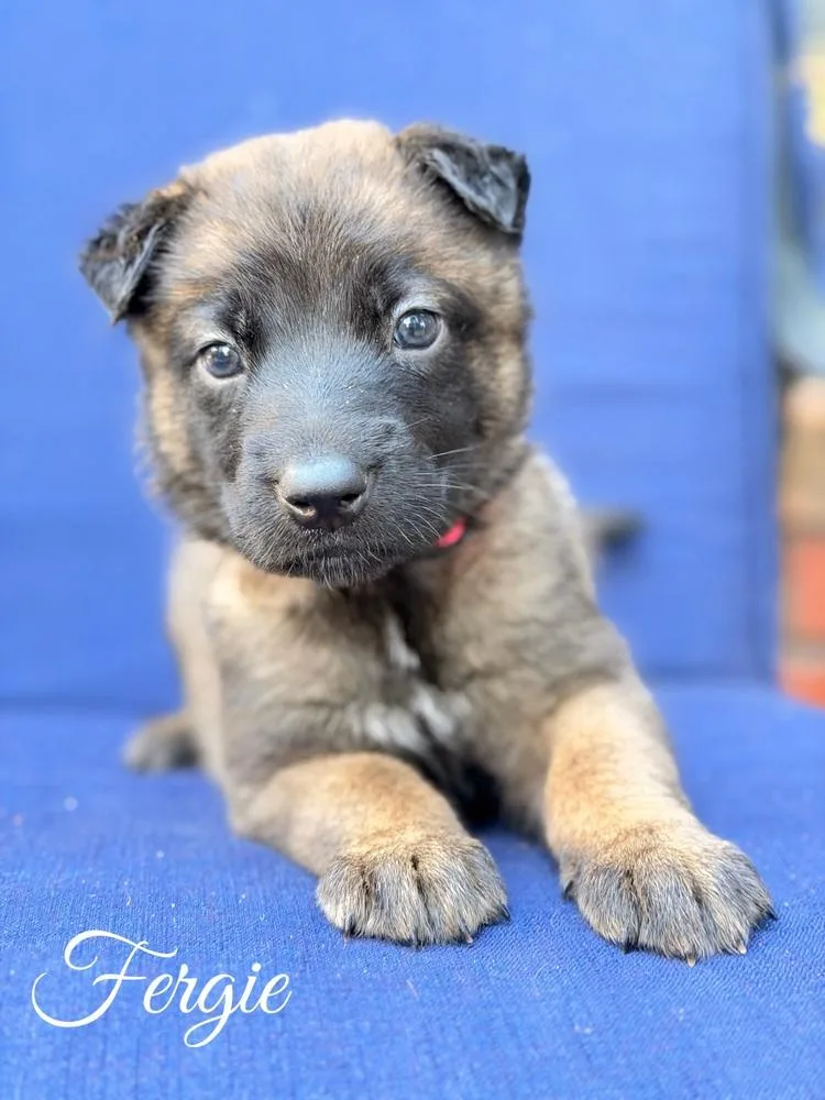 A baby large-sized female Belgian Shepherd / Malinois dog named Fergie for adoption in Pleasant Hill, CA