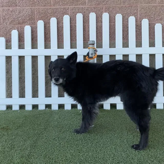 An adult large-sized male German Shepherd Dog dog named A for adoption in Modesto, CA