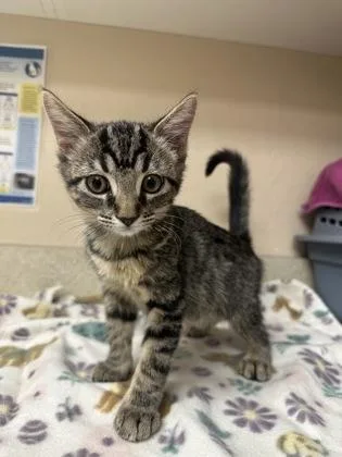 A young small-sized female Domestic Medium Hair cat named Alani for adoption in Phoenix, AZ