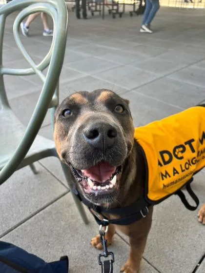 An adult large-sized female Mixed Breed dog named Madison for adoption in North Miami Beach, FL