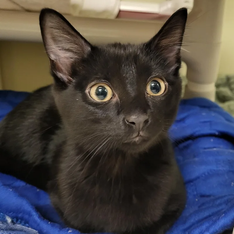 A baby medium-sized female Black Domestic Short Hair cat named Fiery for adoption in Grayslake, IL