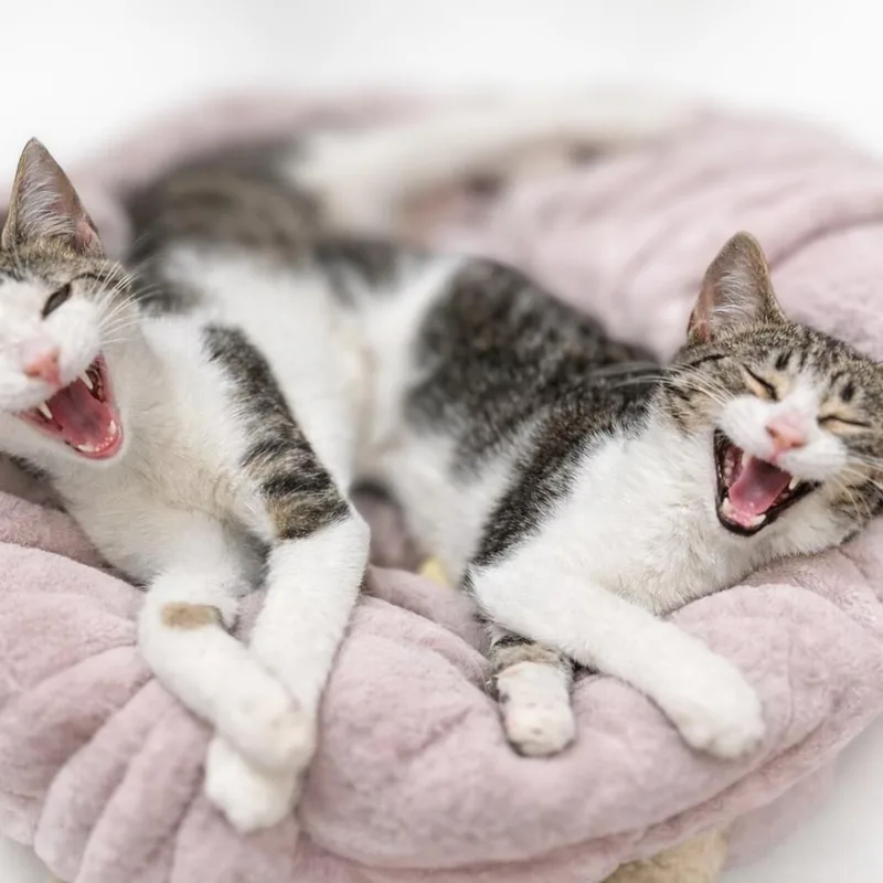 Leonardo thumbnail 2