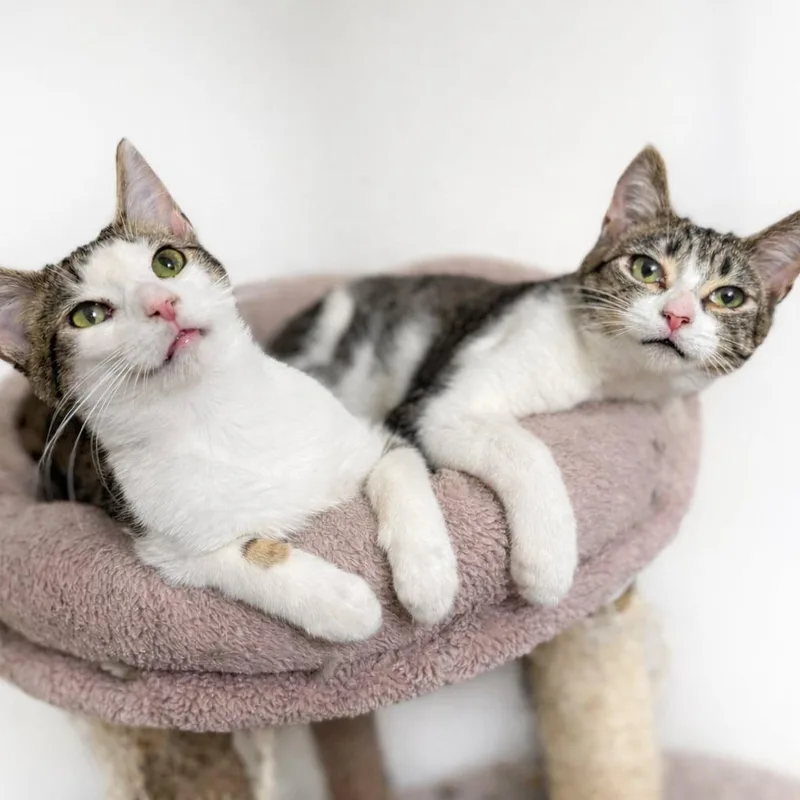 Leonardo thumbnail 4