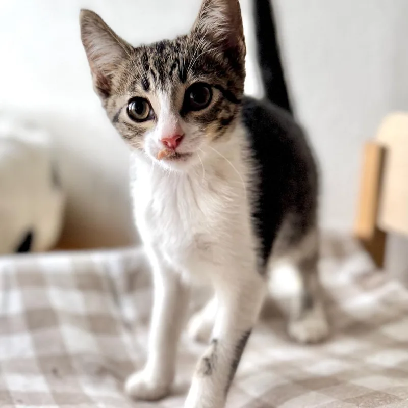 Leonardo thumbnail 5