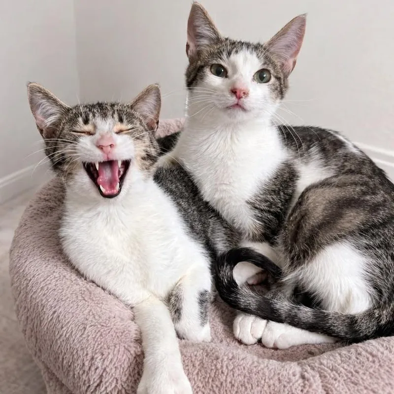 Leonardo thumbnail 6